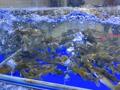 -石锅苗苗鱼(武汉首店)