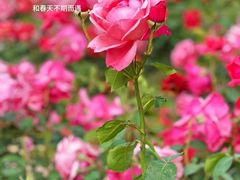 -中国中医科学院西苑医院(本部)