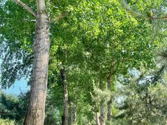 -大兴滨河森林公园