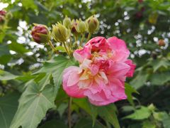 -贵阳市花溪国家城市湿地公园