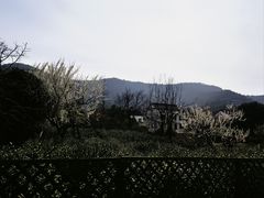-树山生态村