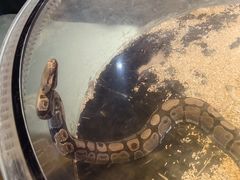 -萌宠奇缘(荣鼎店)