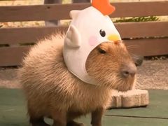 -哈尔滨北方森林动物园