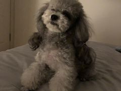 -BABYDOG宝贝狗宠物乐园(欧洲城店)