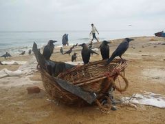 -尼甘布海鲜市场