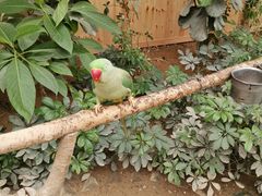 -南宫五洲植物乐园