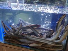 -本炙炭烤·蒲烧活鳗料理店(金沙洲店)