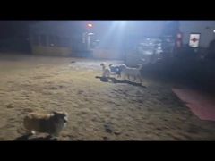 -趣玩宠物乐园寄养训犬训狗游泳池