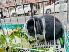 -大象厨房(重庆道店)