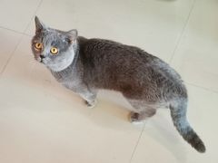 -70cat德文卷毛猫·缅因猫纯种猫舍