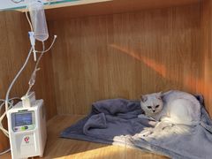 -美联众合动物医院·24h京西诊疗中心