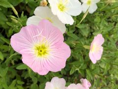 -昆山城市生态森林公园