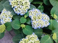 -金科花卉市场