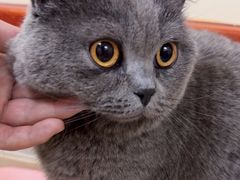 -艾贝尔宠物医院 ·内科全科(梁溪路店)