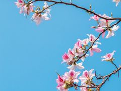 -紫马岭公园