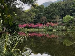 -深圳仙湖植物园