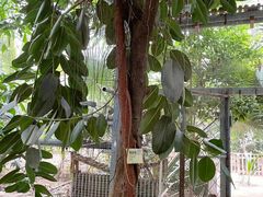 -呀路古热带植物园