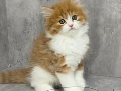 -小猫来了·猫舍(红山六九七九店)