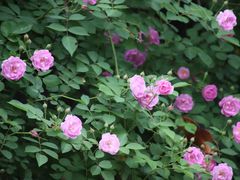 -颐和路民国时期公馆风貌区