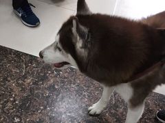 -申普宠物医院·心脏介入·心血管微创(总院)