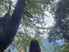 -天目山大树王景区