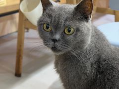 -豆逗聊愈猫阁Easy Life