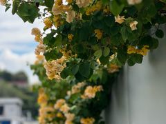 -那坡里比萨(康王北路店)