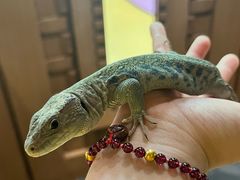 -帕帕拉兹宠物(亚洲旗舰店)