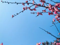 -杭州植物园