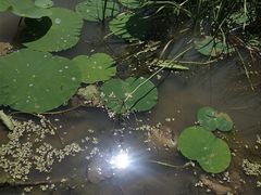 -丁香湖公园