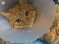 -纳吉亚猫专科动物医院博雅分院