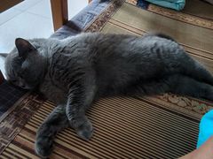 -达爱动物医院·犬猫分区·CT·复杂眼科(远洋山水分院)