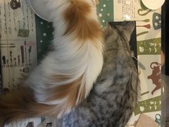 -吉丁鸟咖·异宠·寄养