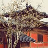 魔都小京都—广富林的春景已到最佳观赏期
