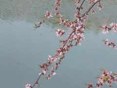 -桃花堤公园