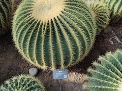 -北京植物园-展览温室