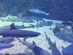 -烟台海昌鲸鲨海洋公园