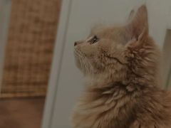 -楼上猫咖(罗湖店)
