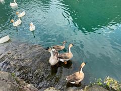 -靖西鹅泉风景区