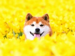 -台场海滨公园船码头