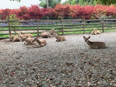 -苏州太湖西山岛开心农场