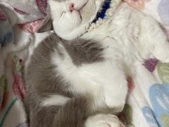 -北京恒爱动物医院(清景园分院)