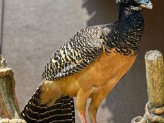 -新加坡飞禽公园