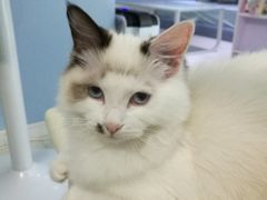 -喵的天空名猫咖啡馆·撸猫·猫舍·用品