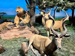 -国家自然博物馆