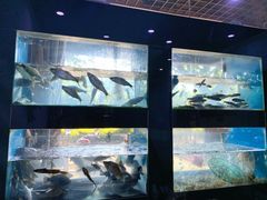 -全乐鱼馆·淳牌有机鱼直营店