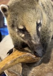 -Zoolung Zoolung动物主题公园(海信广场店)