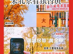 -三里屯东五街银杏大道