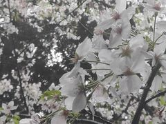 -武汉大学-樱园