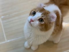 -momokira米努特·德文卷毛猫·棉花面纱犬